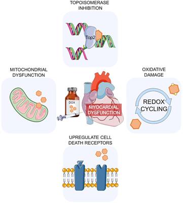 Cardiotoxicity of anti-cancer drugs: cellular mechanisms and clinical implications